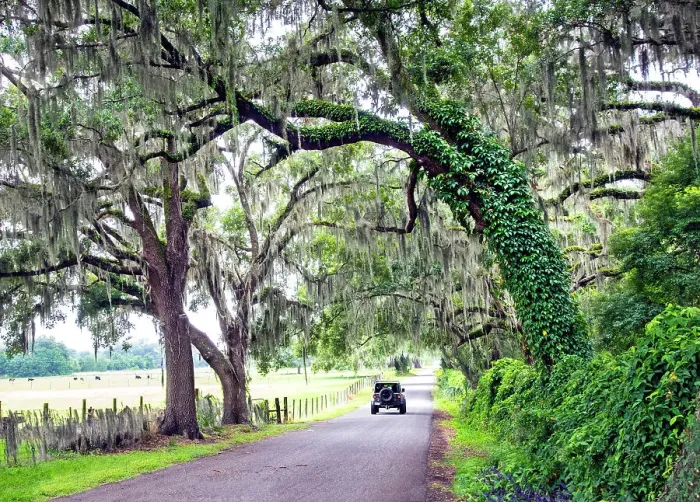 Framed Print : USA, Florida, Webster, Sumter County, Country Road, Oak Trees, Spanish Moss