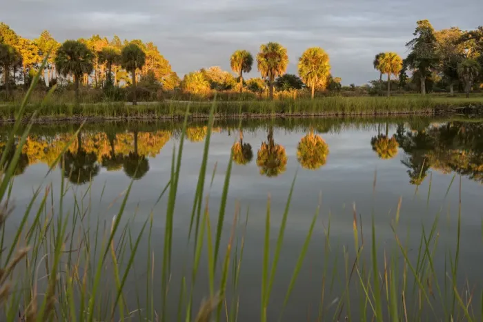 Framed Print : USA, Georgia, Cumberland Island, coastyal pond on island at sunset Framed Print : USA, Georgia, Cumberland Island, coastyal pond on island at sunset