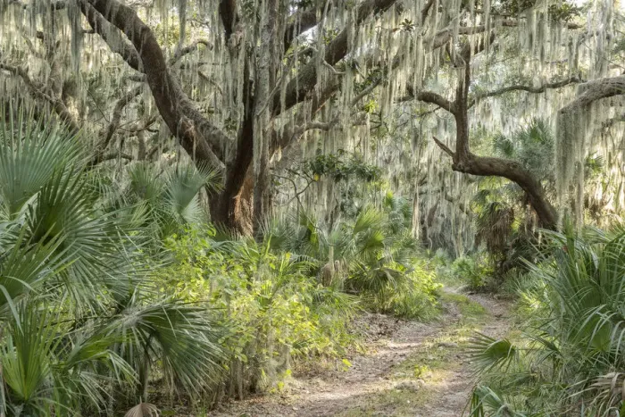 Framed Print : USA, Georgia, Cumberland Island, pristine southern forest Framed Print : USA, Georgia, Cumberland Island, pristine southern forest