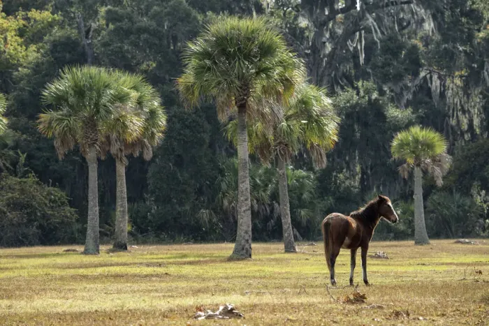 Framed Print : USA, Georgia, Cumberland Island, pony on meadow in the park Framed Print : USA, Georgia, Cumberland Island, pony on meadow in the park