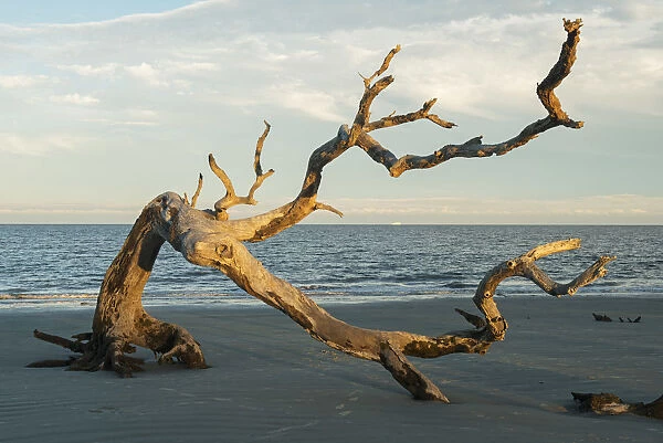 USA, Georgia, Jekyll Island, Driftwood beach, Driftwood