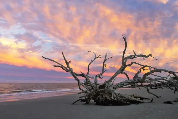 Framed Print : USA, Georgia, Jekyll Island, Driftwood beach Framed Print : USA, Georgia, Jekyll Island, Driftwood beach