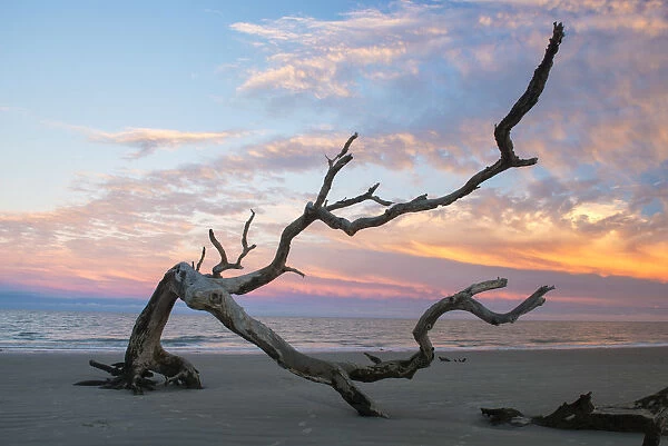 USA, Georgia, Jekyll Island, Driftwood beach at sunset