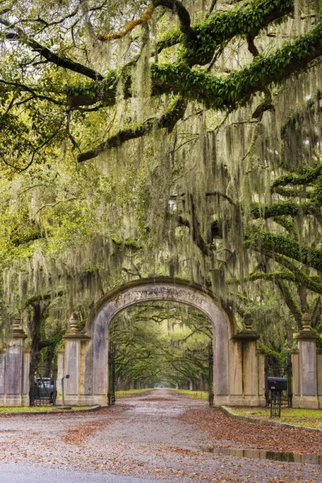 Framed Print : USA, Georgia, Savanah, Gateway and tree lined drive way at the Wormsloe Plantation Framed Print : USA, Georgia, Savanah, Gateway and tree lined drive way at the Wormsloe Plantation