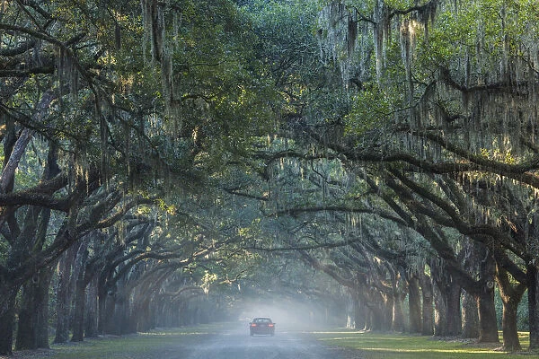 USA, Georgia, Savannah, Wormsloe State Historic Site, Live Oak Avenue, 400 Live Oak