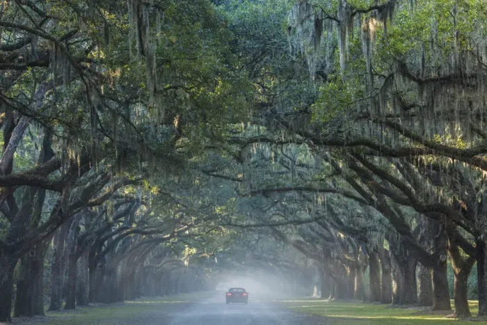 Framed Print : USA, Georgia, Savannah, Wormsloe State Historic Site, Live Oak Avenue, 400 Live Oak