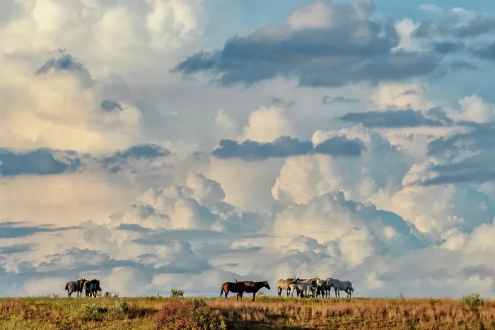 Framed Print : USA, Great Plains, North Dakota, Theodore Roosevelt, National Park, South Unit, wild horses with thunderclouds