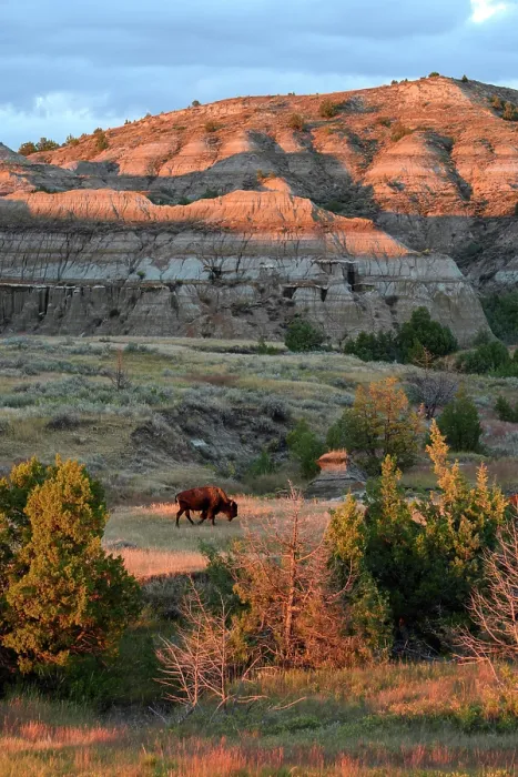 Framed Print : USA, Great Plains, North Dakota, Theodore Roosevelt, National Park, South Unit, Bison Framed Print : USA, Great Plains, North Dakota, Theodore Roosevelt, National Park, South Unit, Bison