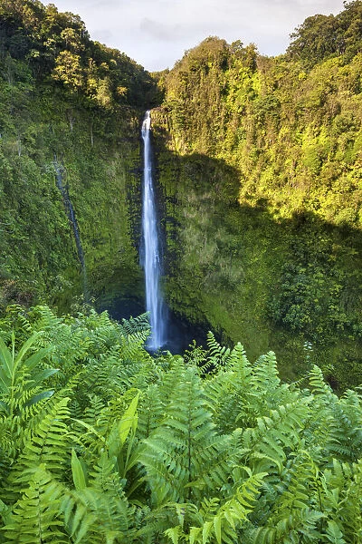 USA, Hawaii, Big Island, Akaka Falls State Park, Akaka Falls