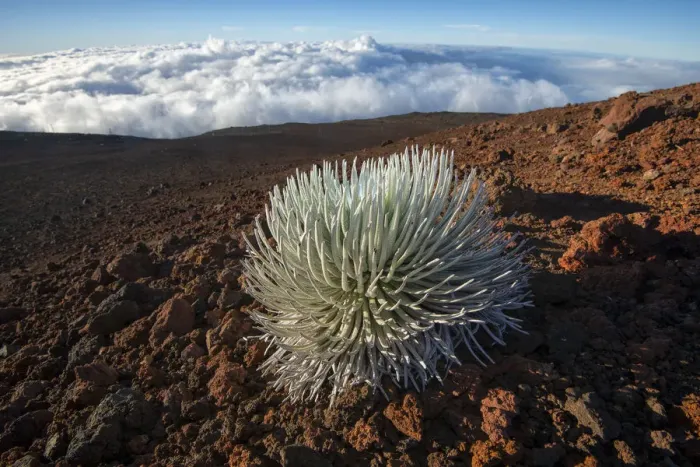 Framed Print : USA, Hawaii, Maui, Haleakala National Park, Silversword, Argyroxiphium sandwicense subsp Framed Print : USA, Hawaii, Maui, Haleakala National Park, Silversword, Argyroxiphium sandwicense subsp
