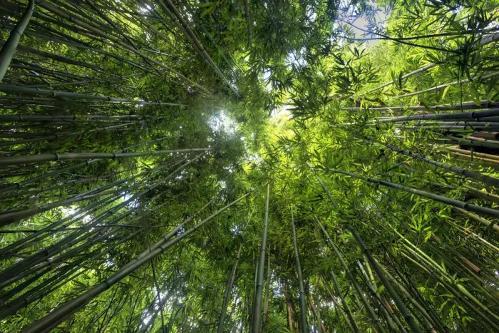 Framed Print : USA, Hawaii, Maui, Haleakala National Park, Bamboo forest Framed Print : USA, Hawaii, Maui, Haleakala National Park, Bamboo forest
