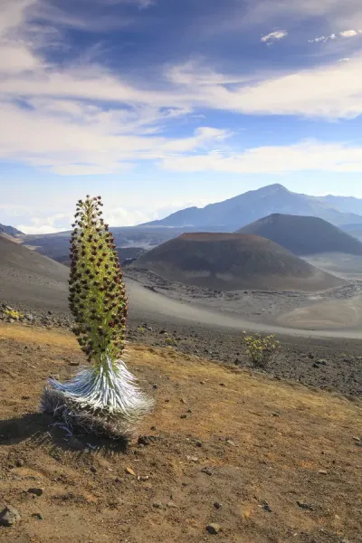 Haleakala National Park Silversword Plant Print. Art Prints