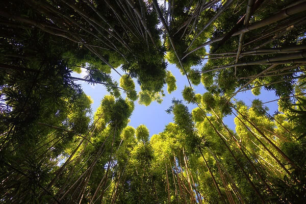 USA, Hawaii, Maui, Haleakala National Park, Bamboo forest