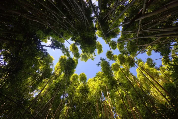 Framed Print : USA, Hawaii, Maui, Haleakala National Park, Bamboo forest Framed Print : USA, Hawaii, Maui, Haleakala National Park, Bamboo forest
