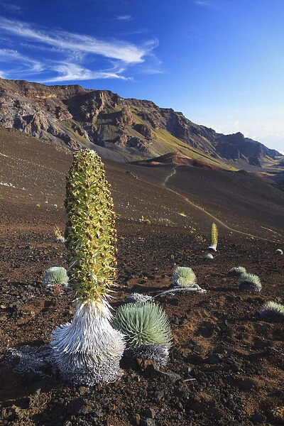 USA, Hawaii, Maui, Haleakala National Park, Silversword Plant (Argyroxiphium sandwicense)