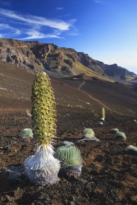Framed Print : USA, Hawaii, Maui, Haleakala National Park, Silversword Plant (Argyroxiphium sandwicense) Framed Print : USA, Hawaii, Maui, Haleakala National Park, Silversword Plant (Argyroxiphium sandwicense)