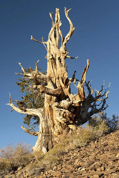 USA, Inyo County, Eastern Sierra, California, The Ancient Bristlecone Pine Forest is a