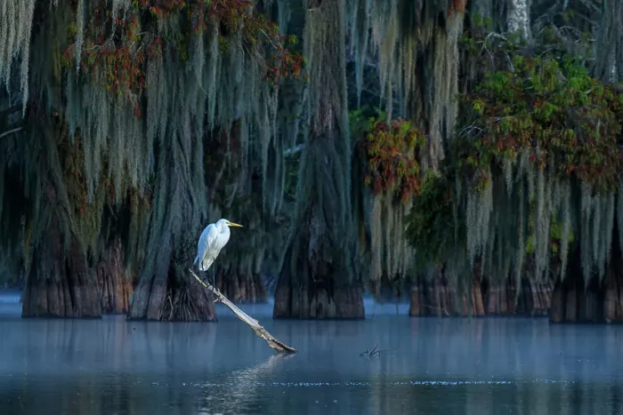 Framed Print : USA, Louisiana, Atchafalaya Basin, Lake Martin, Egret Framed Print : USA, Louisiana, Atchafalaya Basin, Lake Martin, Egret