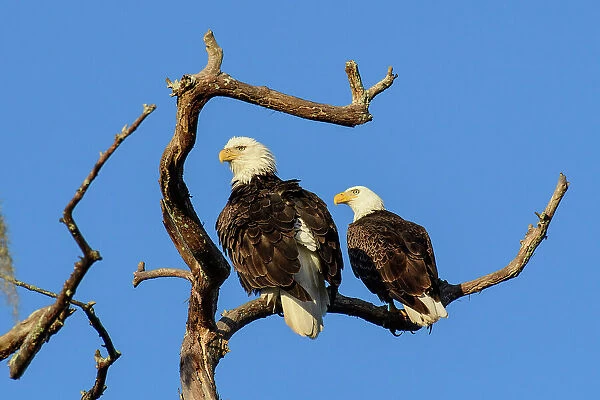 USA, Louisiana, Atchafalaya Basin, Lake Martin, bald Eagle