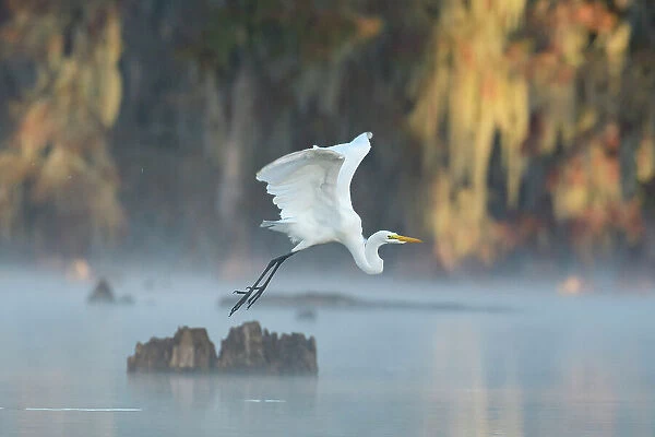 USA, Louisiana, Atchafalaya Basin, Lake Martin, Great Egret