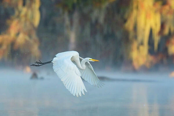USA, Louisiana, Atchafalaya Basin, Lake Martin, Great Egret