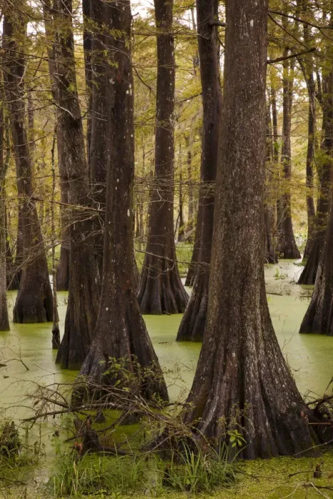 Framed Print : USA, Louisiana, Cajun Country, Lafayette, Lake Martin, swamp Framed Print : USA, Louisiana, Cajun Country, Lafayette, Lake Martin, swamp