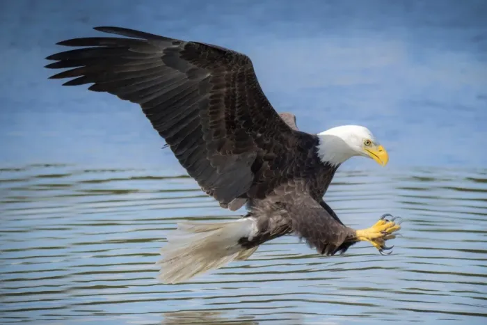 Framed Print : USA, Louisiana, Houmas, Bald Eagle, Haliaeetus leucocephalus Framed Print : USA, Louisiana, Houmas, Bald Eagle, Haliaeetus leucocephalus