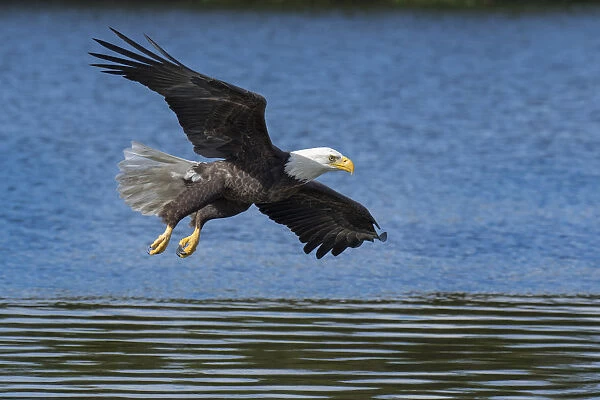 USA, Louisiana, Houmas, Bald eagle in flight