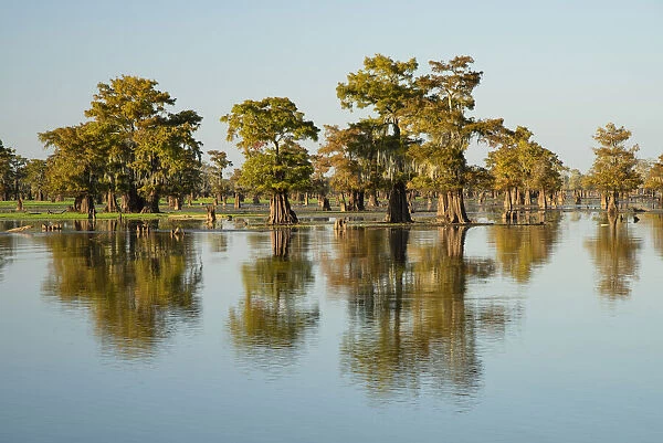 USA, Louisiana, St. Martins Parish, Breaux Bridge, Atchafalaya Basin with Cypress tree