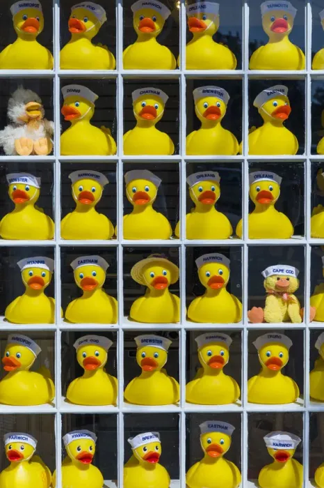 Framed Print : USA, Massachusetts, Cape Cod, Chatham, rubber duckies Framed Print : USA, Massachusetts, Cape Cod, Chatham, rubber duckies