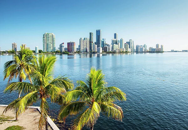 USA, Miami, Florida, Downtown Skyline, Biscayne Bay, Palm Tree, Morning