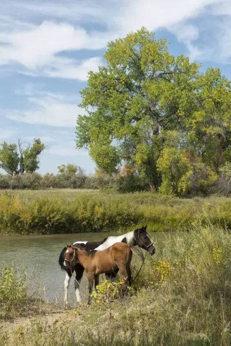 Framed Print : USA, Montana, Crow Indian Reservation, Great plains, horses at the Little big horn river Framed Print : USA, Montana, Crow Indian Reservation, Great plains, horses at the Little big horn river