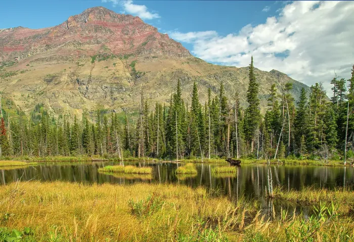 Framed Print : USA; Montana; Waterton Glacier International Peace Park; Glacier; National Park; UNESCO World heritage; Two Medicine Lake, Moose Framed Print : USA; Montana; Waterton Glacier International Peace Park; Glacier; National Park; UNESCO World heritage; Two Medicine Lake, Moose