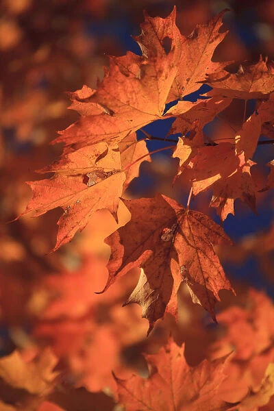 USA, New England, Maine, Acadia National Park, Fall Foliage