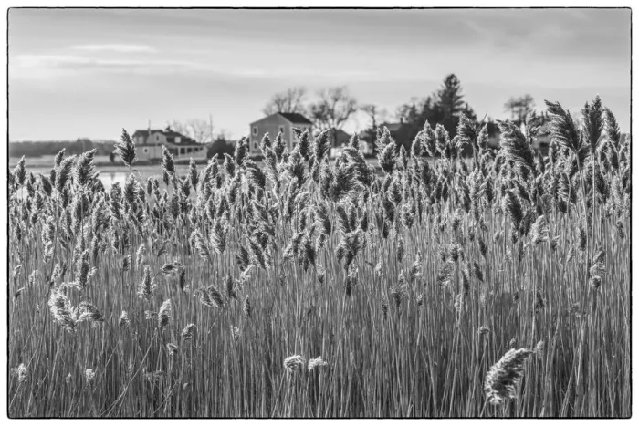 Framed Print : USA, New England, Massachusetts, Cape Ann, Essex, village of Conomo Point, reeds Framed Print : USA, New England, Massachusetts, Cape Ann, Essex, village of Conomo Point, reeds