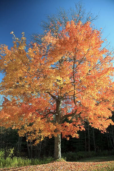 USA, New England, Vermont, Stowe, Fall Foliage
