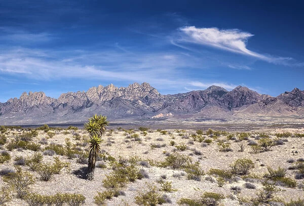 USA, New Mexico, Las Cruces, Organ Mountains, Chihuahuan Desert