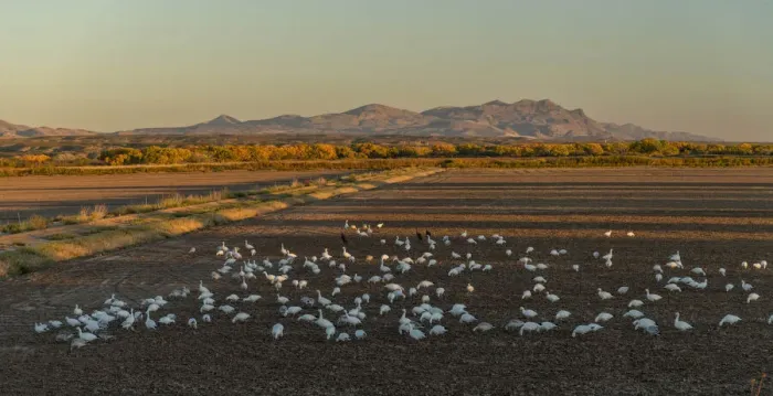 Framed Print : USA, New Mexico, San Antonio, Bosque Del Apache National Wildlife, Snow Geese Framed Print : USA, New Mexico, San Antonio, Bosque Del Apache National Wildlife, Snow Geese