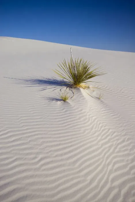 Framed Print : USA, New Mexico, White Sands National Monument Framed Print : USA, New Mexico, White Sands National Monument