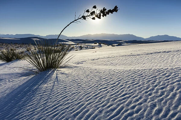 USA, New Mexico, White Sands National Park, Gypsum Sand Dunes