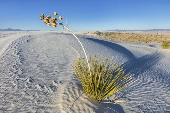 Framed Print : USA, New Mexico, White Sands National Park, Gypsum Sand Dunes Framed Print : USA, New Mexico, White Sands National Park, Gypsum Sand Dunes