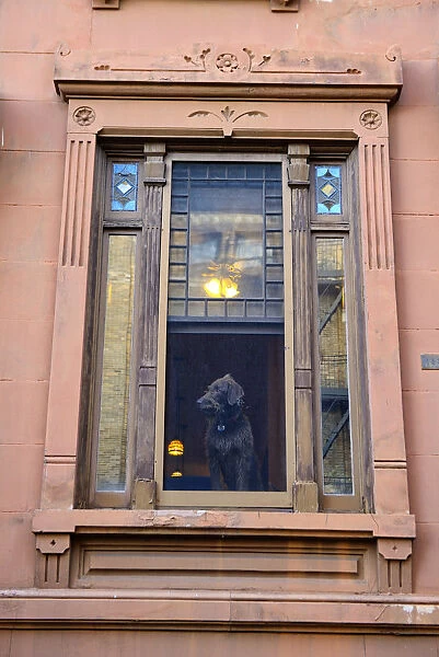 USA, New York, Brooklyn, Park Slope, Dog in window