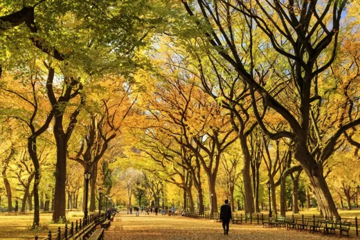 Framed Print : USA, New York City, Manhattan, Central Park, The Mall Framed Print : USA, New York City, Manhattan, Central Park, The Mall