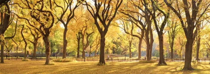 Framed Print : USA, New York City, Manhattan, Central Park, The Mall