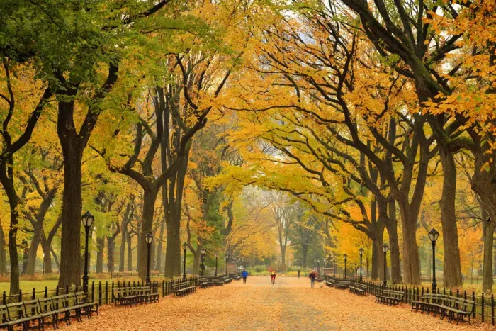 Framed Print : USA, New York City, Manhattan, Central Park, The Mall Framed Print : USA, New York City, Manhattan, Central Park, The Mall