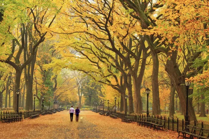 Framed Print : USA, New York City, Manhattan, Central Park, The Mall Framed Print : USA, New York City, Manhattan, Central Park, The Mall