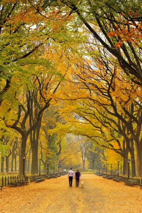Framed Print : USA, New York City, Manhattan, Central Park, The Mall