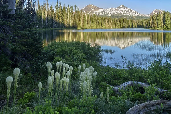 USA, North America, Pacific Northwest, Cascades, Oregon, mountains, Scott Lake, bear