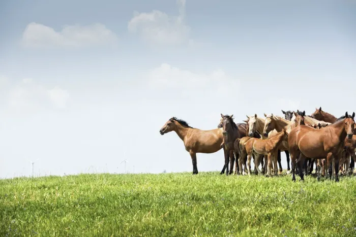Framed Print : USA, North Dakota, Wild Horses, Prairie Framed Print : USA, North Dakota, Wild Horses, Prairie