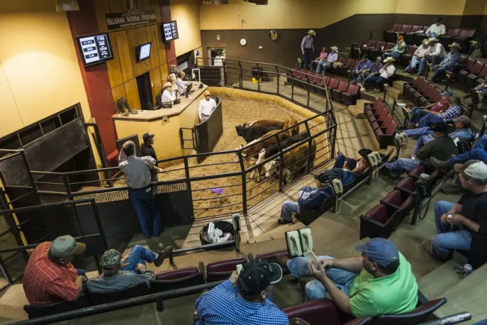Framed Print : USA, Oklahoma, Oklahoma City, Oklahoma National Stockyards, cattle auction